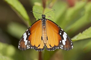 Plain tiger, African monarch -Danaus chrysippus-, tropical butterfly, Phuket, Thailand Plain tiger, African monarch -Danaus chrysippus-, tropical butterfly, Phuket, Thailand