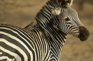 Plains Zebra, South Luangwa National Park, Zambia Plains Zebra, South Luangwa National Park, Zambia