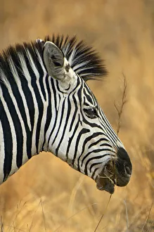 Plains Zebra, South Luangwa National Park, Zambia Plains Zebra, South Luangwa National Park, Zambia
