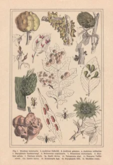 Plant galls (Cecidia), hand-colored lithograph, published in 1890 Plant galls (Cecidia), hand-colored lithograph, published in 1890
