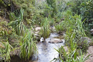 Plants in rocky creek bed, Namaza Canyon, Isalo National Park, at Ranohira, Madagascar Plants in rocky creek bed, Namaza Canyon, Isalo National Park, at Ranohira, Madagascar