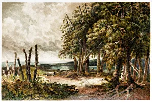 Science art/paleontology art illustrations/plants triassic period Science art/paleontology art illustrations/plants triassic period