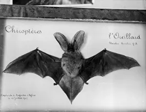 Brown Long Eared Bat Prints: Plecotus Auritus