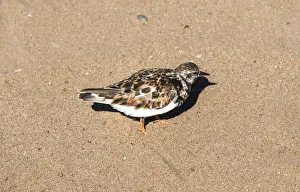Plover -Charadrius sp.- in the sand, Namibia Plover -Charadrius sp.- in the sand, Namibia