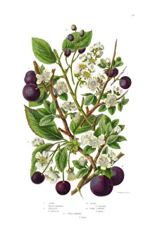 Plum, Cherry, Sloe and Bullace Victorian Botanical Illustration Plum, Cherry, Sloe and Bullace Victorian Botanical Illustration
