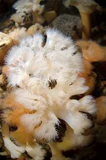 Plumose Anemone or Frilled Anemone -Metridium senile-, White Sea, Karelia, Russia Plumose Anemone or Frilled Anemone -Metridium senile-, White Sea, Karelia, Russia