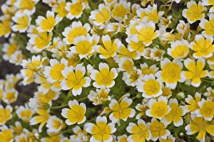 Poached egg plant or Douglas meadowfoam -Limnanthes douglasii- Poached egg plant or Douglas meadowfoam -Limnanthes douglasii-