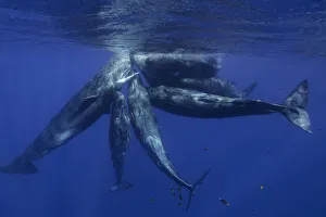 Pod of sperm whale calves and juveniles in a social group, north western Mauritius Pod of sperm whale calves and juveniles in a social group, north western Mauritius