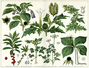 Related Images Collection: Poisonous Plants