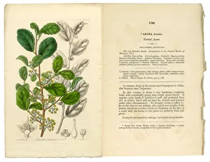 Polyandria Monogynia Victorian Botanical Illustration, Azara, Toothed Azara, 1835 Polyandria Monogynia Victorian Botanical Illustration, Azara, Toothed Azara, 1835