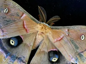 Polyphemus moth on a black background Polyphemus moth on a black background