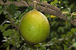 Pomelo fruit -Citrus maxima, Citrus grandis-, growing on a tree, Chiang Mai, Thailand Pomelo fruit -Citrus maxima, Citrus grandis-, growing on a tree, Chiang Mai, Thailand