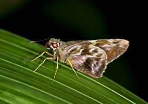 Pompeius Skipper -Pompeius pompeius-, Tambopata Nature Reserve, Madre de Dios Region, Peru Pompeius Skipper -Pompeius pompeius-, Tambopata Nature Reserve, Madre de Dios Region, Peru