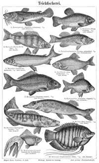 Pond fishing engraving 1895 Pond fishing engraving 1895