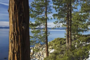 Ponderosa Pines (Pinus ponderosa) at shoreline of Lake Tahoe, Nevada, USA Ponderosa Pines (Pinus ponderosa) at shoreline of Lake Tahoe, Nevada, USA