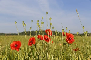 Poppy or Corn Poppy -Papaver rhoeas-, with seed pods in a cornfield, Upper Bavaria Poppy or Corn Poppy -Papaver rhoeas-, with seed pods in a cornfield, Upper Bavaria