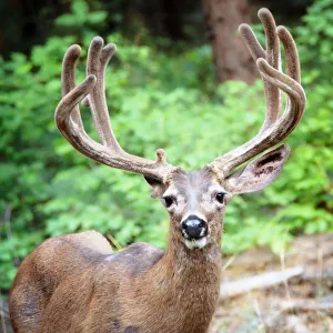 Portait of a Buck with Large Rack near Bridal Veil Falls in Yosemite Portait of a Buck with Large Rack near Bridal Veil Falls in Yosemite