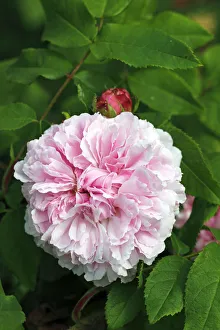 Portland Rose variety Jacques Cartier, historic rose variety from 1868 with fragrant flowers Portland Rose variety Jacques Cartier, historic rose variety from 1868 with fragrant flowers