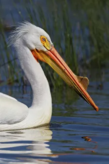 Portrait of American white pelican (Pelecanus erythrorhynchos), Oregon, USA Portrait of American white pelican (Pelecanus erythrorhynchos), Oregon, USA