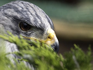 Portrait a Black Chested Buzzard Eagle, camouflaged in Pyrenees, France Portrait a Black Chested Buzzard Eagle, camouflaged in Pyrenees, France