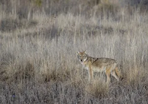 Portrait of Coyote (Canis latrans) in grassland, Bosque del Apache National Wildlife Refuge, New Mexico, USA Portrait of Coyote (Canis latrans) in grassland, Bosque del Apache National Wildlife Refuge, New Mexico, USA