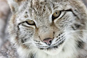Portrait of a Eurasian Lynx -Lynx lynx-, Hesse, Germany Portrait of a Eurasian Lynx -Lynx lynx-, Hesse, Germany