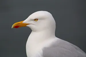 Portrait of a herring gull (Larus argentatus) Portrait of a herring gull (Larus argentatus)