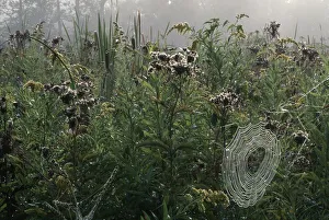 Portrait of a Spiders Web in Dense Wetlands Portrait of a Spiders Web in Dense Wetlands