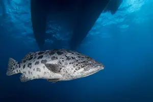 Australian Marine Wildlife Prints: Potato Cod