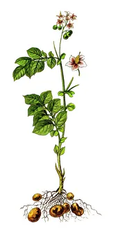 Magical world illustration/botanical illustrations/potato plant solanum tuberosum Magical world illustration/botanical illustrations/potato plant solanum tuberosum