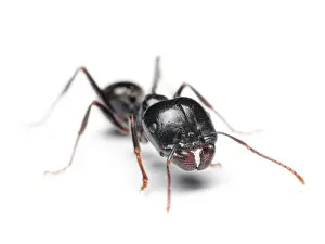 Fine Art Storehouse Image Prints: Potentially dangerous