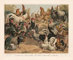Poultry, chromolithograph, published in 1897 Poultry, chromolithograph, published in 1897