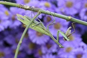 Praying mantis -Mantis religiosa- feeding on grasshopper, Hungary, Europe Praying mantis -Mantis religiosa- feeding on grasshopper, Hungary, Europe