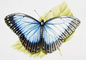 Images Dated 15th February 2007: Predominantly blue, and black butterfly standing on green leaf