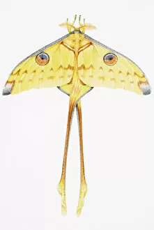 Images Dated 15th February 2007: Predominantly yellow moth, with outstretched wings, and long metathoracic legs, elevated view