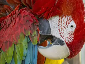 Tropical Vacation Prints: Preening Parrot