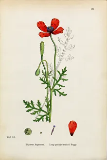 Prickly Headed Poppy, Papaver Argemone, Victorian Botanical Illustration, 1863 Prickly Headed Poppy, Papaver Argemone, Victorian Botanical Illustration, 1863
