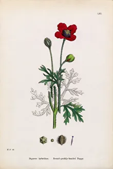 Prickly Headed Poppy, Papaver hybridum, Victorian Botanical Illustration, 1863 Prickly Headed Poppy, Papaver hybridum, Victorian Botanical Illustration, 1863