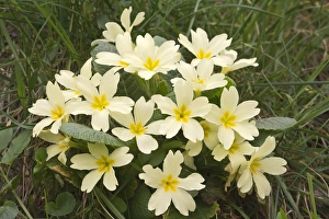Primrose -Primula acaulis-, Burgenland, Austria Primrose -Primula acaulis-, Burgenland, Austria