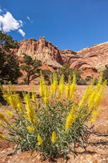 Princes plume (Stanleya pinnata) wild flowers, Capitol Reef National Park, Utah, USA Princes plume (Stanleya pinnata) wild flowers, Capitol Reef National Park, Utah, USA