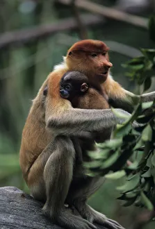 Proboscis monkey (Nasali larvatus) with young sitting on stone Proboscis monkey (Nasali larvatus) with young sitting on stone