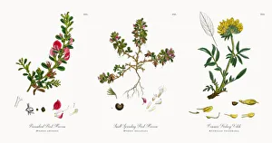 Procumbent Rest-Harrow, Ononis arvensis, Victorian Botanical Illustration, 1863 Procumbent Rest-Harrow, Ononis arvensis, Victorian Botanical Illustration, 1863