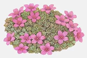 Profusion of star-shaped purple-pink flowers and rosette shaped leaves of Saxifraga sp Profusion of star-shaped purple-pink flowers and rosette shaped leaves of Saxifraga sp