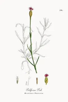 Proliferous Pink, Dianthus Proliter, Victorian Botanical Illustration, 1863 Proliferous Pink, Dianthus Proliter, Victorian Botanical Illustration, 1863