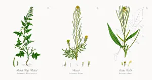 Prostrate Hedge Mustard, Sisymbrium Polyceratium, Victorian Botanical Illustration, 1863 Prostrate Hedge Mustard, Sisymbrium Polyceratium, Victorian Botanical Illustration, 1863