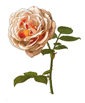 Provence rose or cabbage rose or Rose de Mai Provence rose or cabbage rose or Rose de Mai