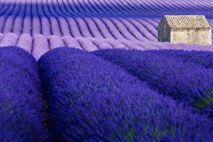 Provence, Valensole Plateau, Lavender Field Provence, Valensole Plateau, Lavender Field