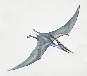 Prehistoric Reptiles Prints: Pteranodon gliding, side view