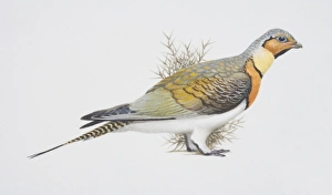 Pterocles alchata, Pin-tailed Sandgrouse, side view Pterocles alchata, Pin-tailed Sandgrouse, side view