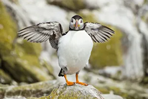 Puffin -Fratercula arctica-, Farne Islands, Northumberland, England, United Kingdom Puffin -Fratercula arctica-, Farne Islands, Northumberland, England, United Kingdom